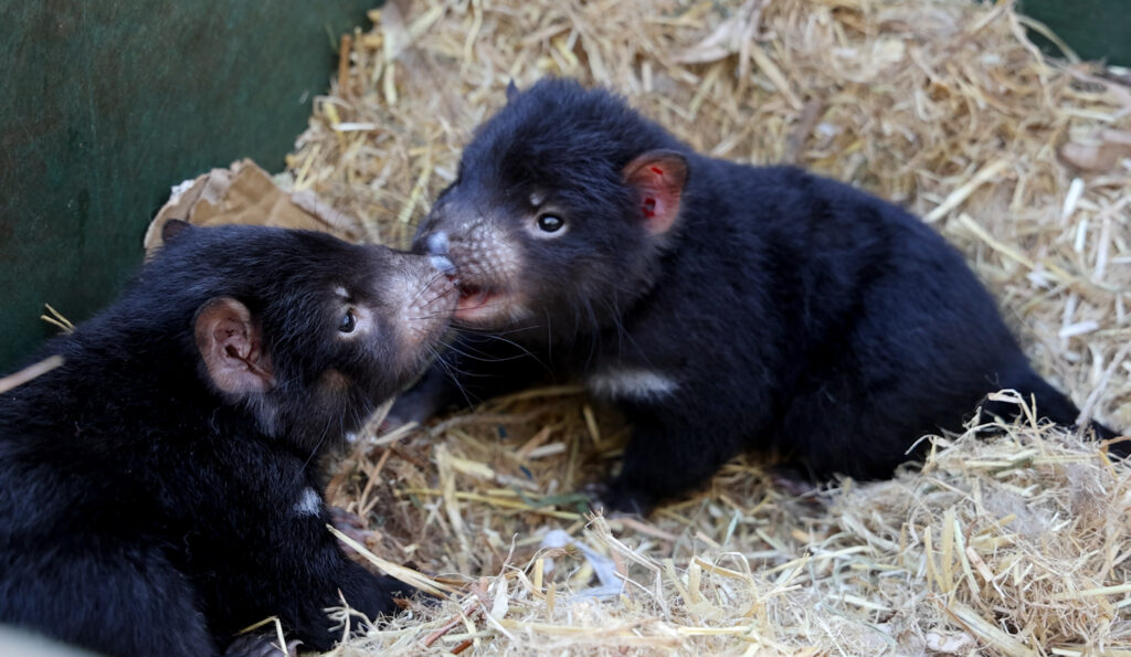 Msp Tasmanian Devil Joeys 19 Msp Tasmanian Devil Joeys 19