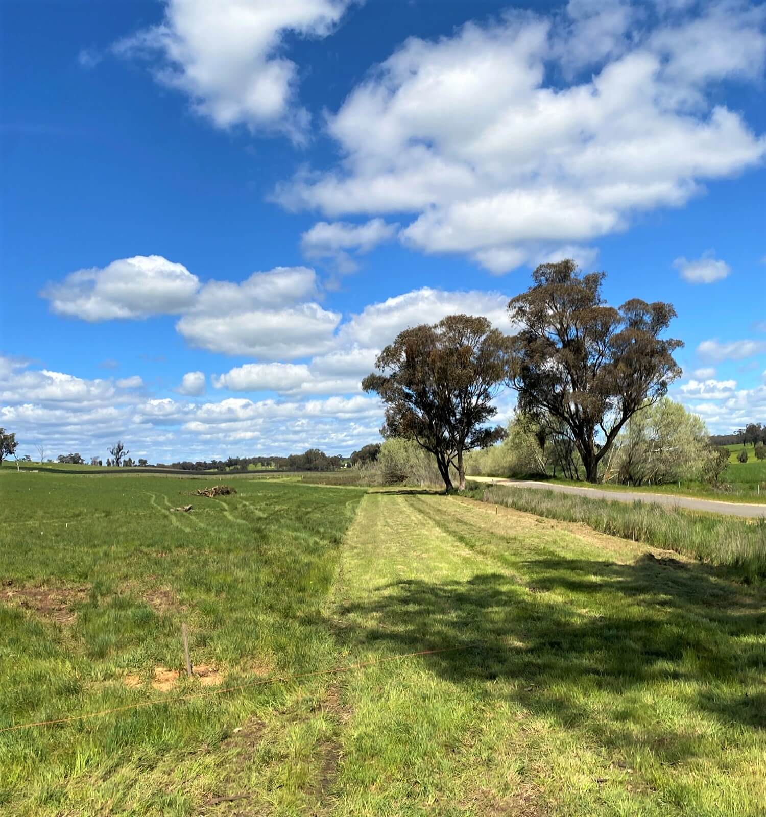 Empty field, green grass, 2 trees, blue sky with clouds