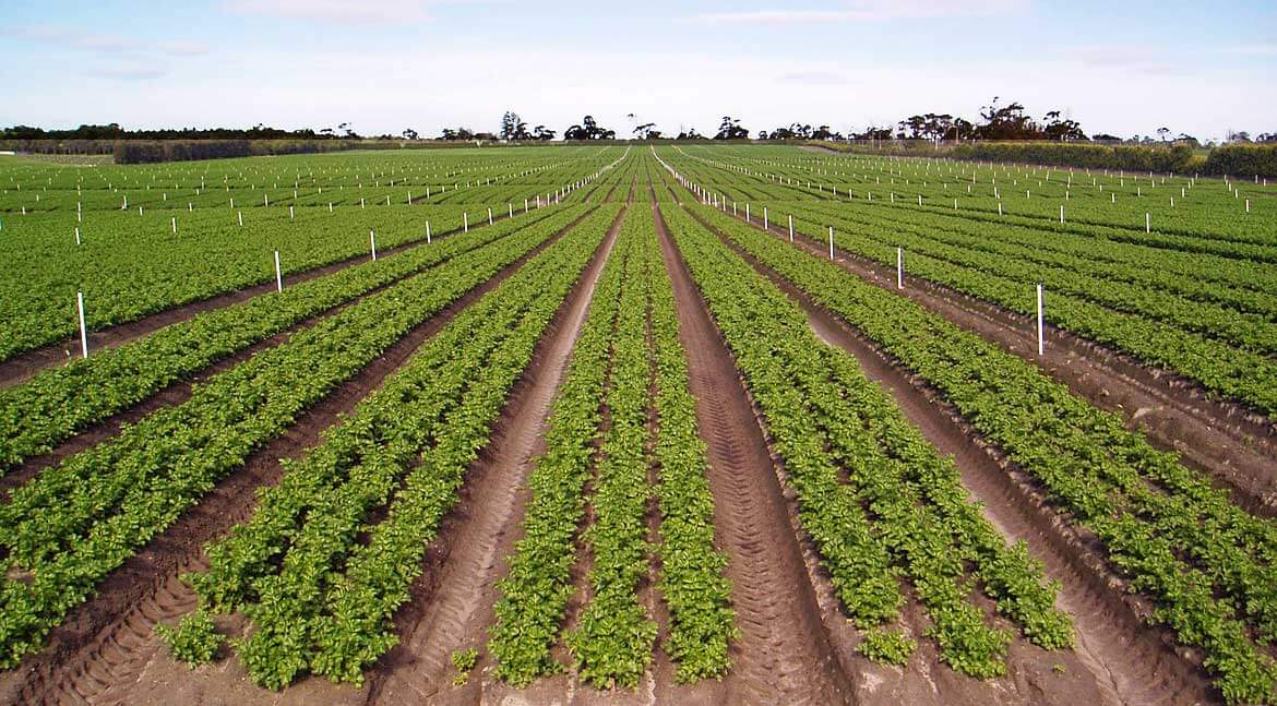 Gazzola Farms celery crops